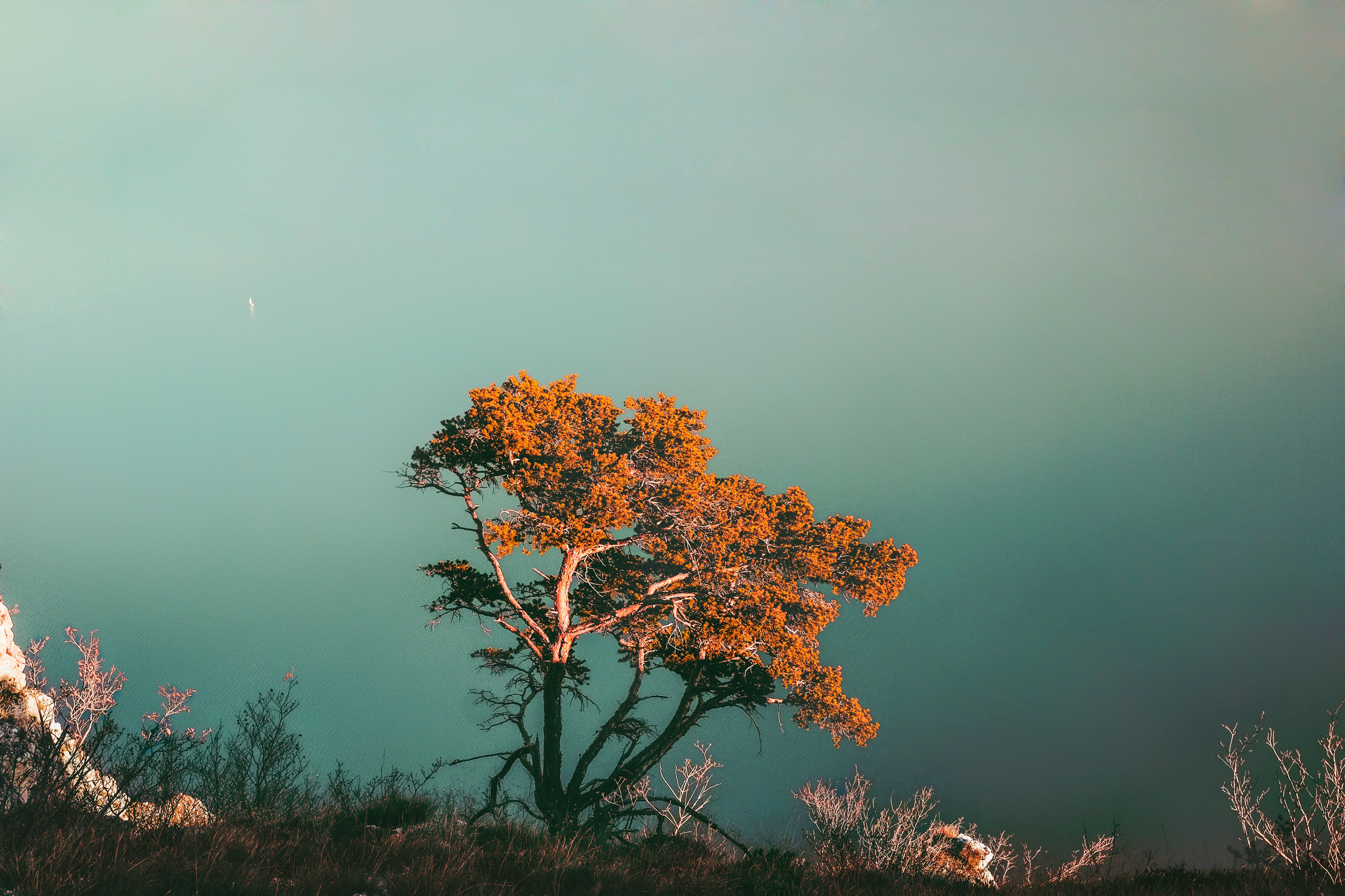 orange leaves tree